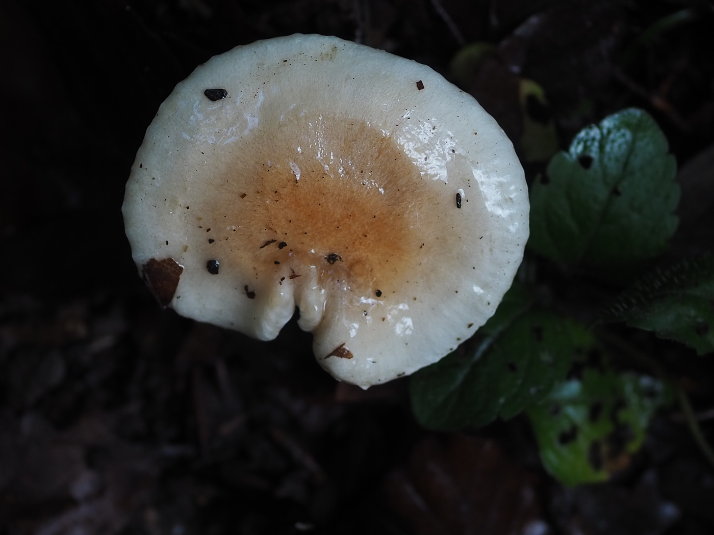 Photo © John Catterson Hygrophorus unicolor by John Catterson